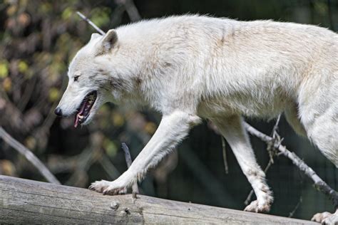 Arctic Wolf Climbing The Branch An Arctic Wolf Walking On Flickr