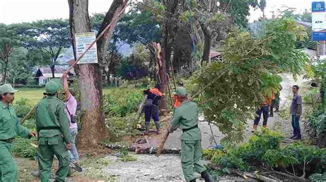 Antisipasi Pohon Tumbang, Pemdes Bangunjaya Pangandaran Lakukan ...