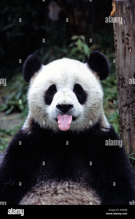 Giant Panda Sticking Out Tonguewolong Nature Reservesichuanchina