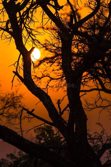 African Tree At Sunset Stock Photo Image Of Colors African 44485092