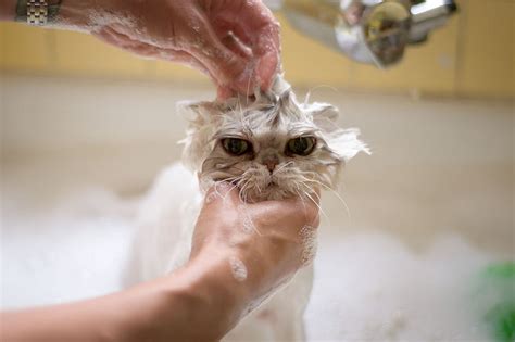 Each shampoo brings different benefits to the party, so you should make your decision based on what you think suits your cat best. Best Flea Shampoo for Cats: 3 Purrfect Picks to Kill Fleas ...