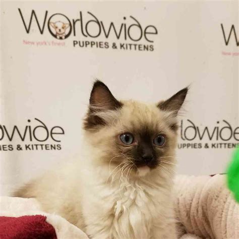 Balinese Kittens For Sale Worldwide Puppies And Kittens