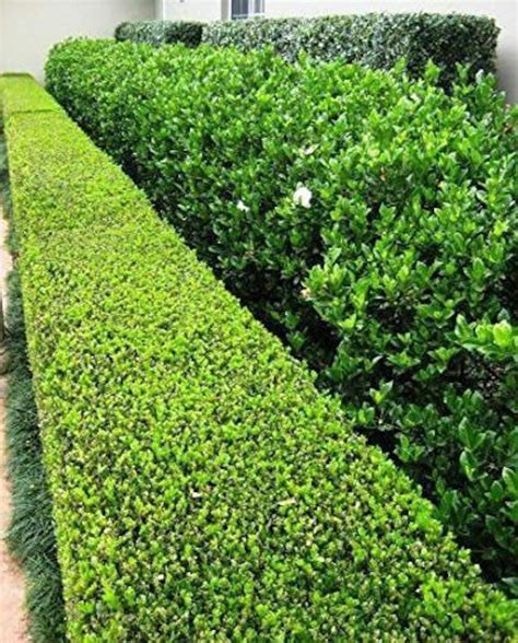 Japanese Boxwood 10 Live Plants Buxus Fast Growing Cold Etsy