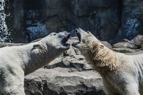 Watch Male Polar Bear Kills Female Partner In Front Of Zookeepers
