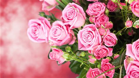 Immagine Rose Rosa Colore Fiori 1920x1080