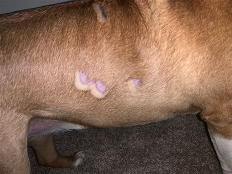 My Dogs Has Dry Bald Spots And Shes Itchy About A Week Ago And