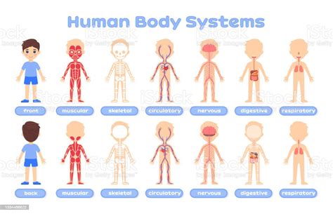 Ilustración De Sistemas De Dibujos Animados Del Cuerpo Humano Para La