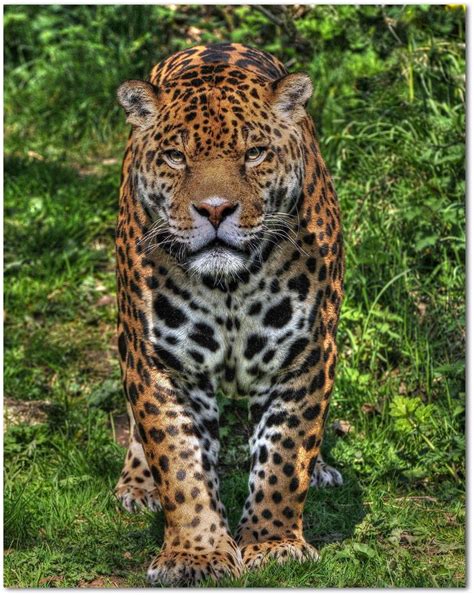 Jaguar Beautiful Cats Wild Cat Species Wild Cats