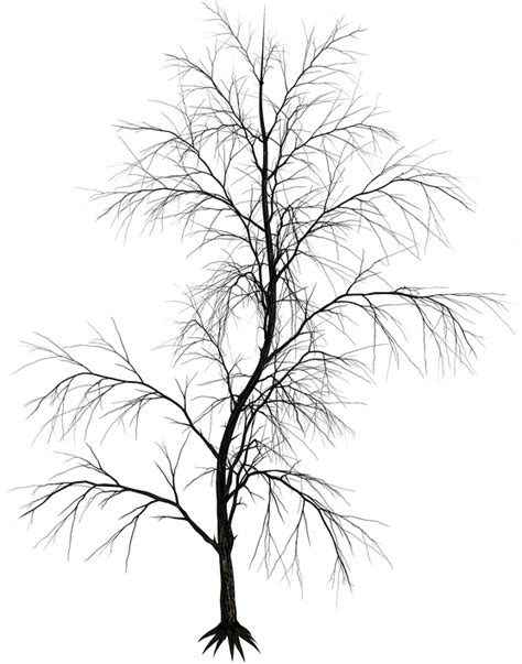 Download Isolated Tree, Tree, Tribe, Aesthetic, Branches - Aesthetic png image