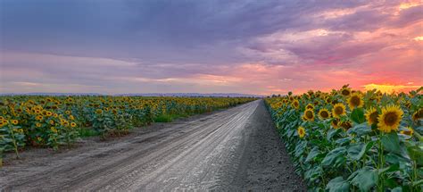 Timelapse Photography Of Gray Road Between Sunflower Field Under Gray