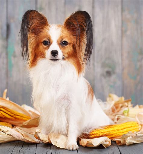 The owner, michael dey, a new jersey native, has been eating hot dogs since his early childhood. Can Dogs Eat Corn: A Guide To Corn Cobs and Corn Kernels ...