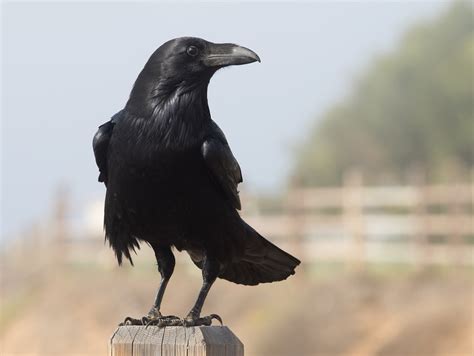 Visit From A Raven Corvus Corax A Common Raven Corvus C Flickr