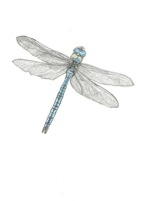 Print The Emperor Dragonfly Pencil Drawing Etsy In 2021 Dragonfly