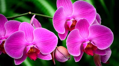 Purple Flower Orchids Exotic Flower Branch Ultra Hd Wallpapers For