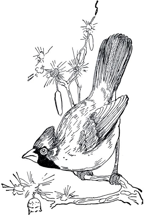 vintage cardinal drawing  graphics fairy