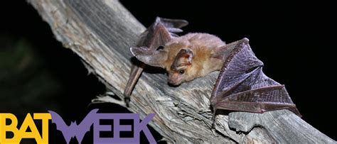 Bat Week Bats Us National Park Service