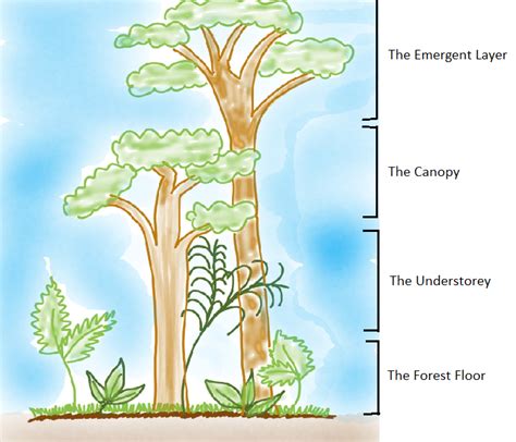 Which Of The Forest Layer Shown In The Diagram Receives The Maximum
