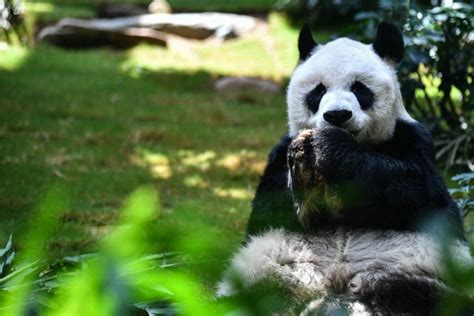 An An The Worlds Oldest Giant Panda Sadly Passes Away