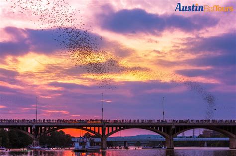 Complete Guide To Watching The Congress Avenue Bridge Bats Austin Bat