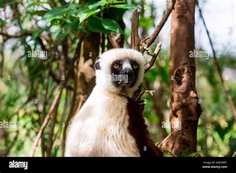 Wild Lemur In Madagascar Stock Photo Alamy