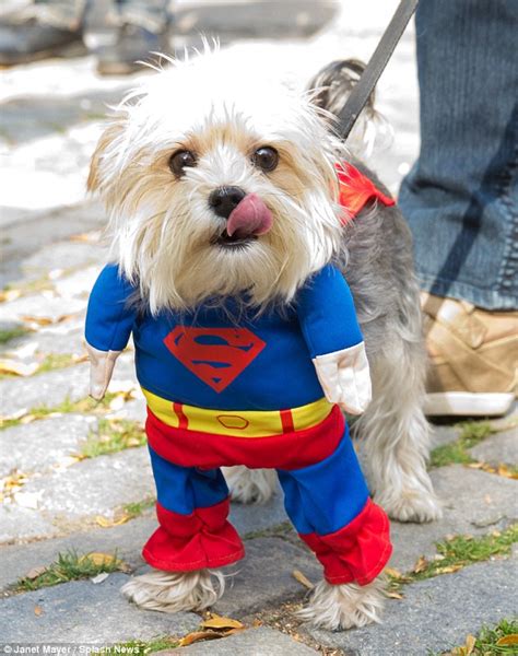 Pawsitively Adorable Hundreds Of Pups Dress Up For Americas Biggest