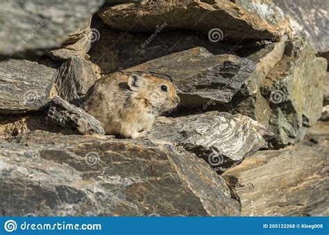 Rodent Pika Mongolia Stock Photo Image Of Beautiful 205122268