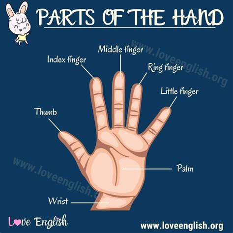 Parts Of The Hand 9 Hand Parts Names With Useful Examples Love