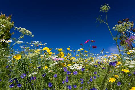 Colorful Wildflowers Free Stock Photo Public Domain Pictures