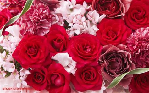 Cùng Ngắm 99 đóa Hoa Hồng đẹp Nhất Tặng Ngày Yêu Ngày Valentine Hình