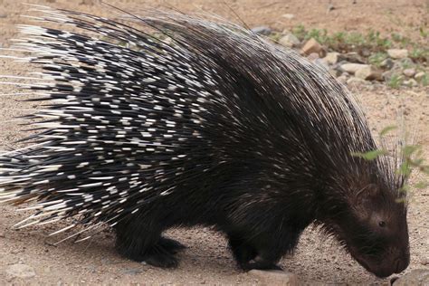Porcupine Quills In Dogs Symptoms Causes Diagnosis