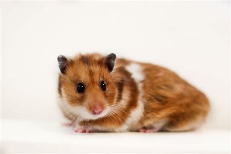 The Syrian Hamster Mesocricetus Auratus Is Commonly Known As The