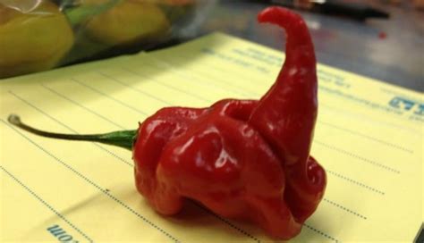 Here is the most current top 20 list from hottest to mildest with scoville heat units and info. The World's Hottest Pepper is Created in South Carolina