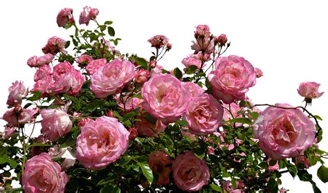 Roses Pink Bush Free Photo On Pixabay Pixabay