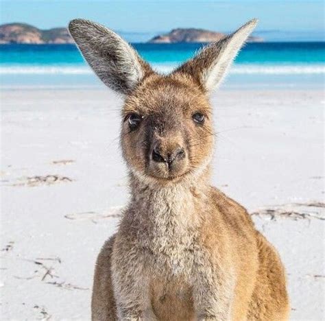 Best cheap pet friendly hotels in australia. Pinterest: Lina Heller | Australia pictures, Australia ...