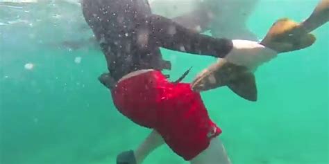 Tiny Shark Bites Man In The Cutest Attack Ever Video Huffpost