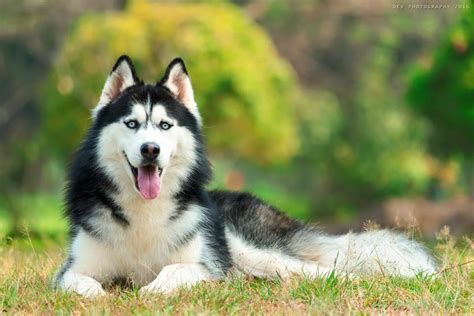 8 Awesome Facts About The Siberian Husky Dogs Addict