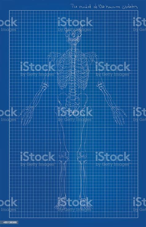 Front View Of Human Skeleton On Blue Paper Stock Illustration