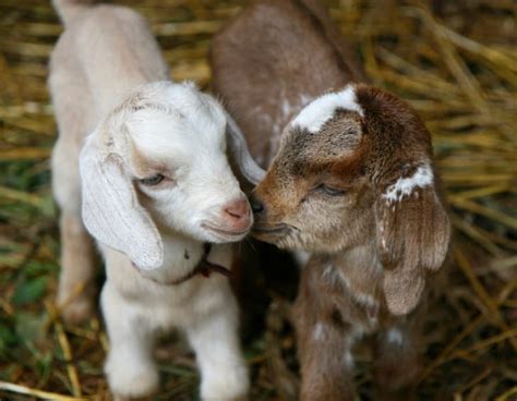 15 Amazing Things You Probably Didnt Know About Goats