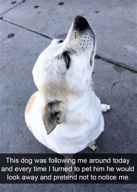 10 Doggo Memes Thatll Instantly Cheer You Up