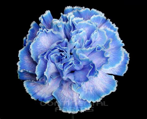 Carnation Tinted Blue Continental Farms