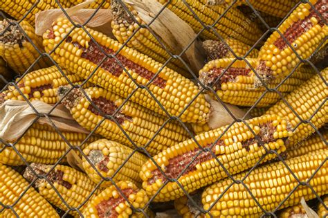 Maize Zea Mays For Animal Feed Air Drying In A Rack Stock Image