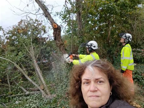 Protesters Anger As Milton Road Roundabout Trees Are Finally Felled By