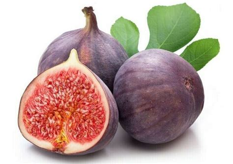 Purple Fig Tree Ficus Carica 6 Seeds Perennial Shrub Fig Fruit Figs