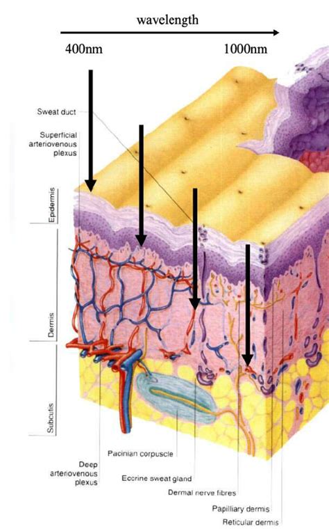 skin cross section diagram