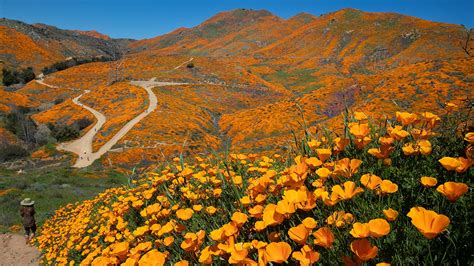 Can We Expect Another Super Bloom In California In 2020