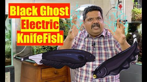 Black Ghost KnifeFish Electric Knife Fish Mayur Dev Aquascaper
