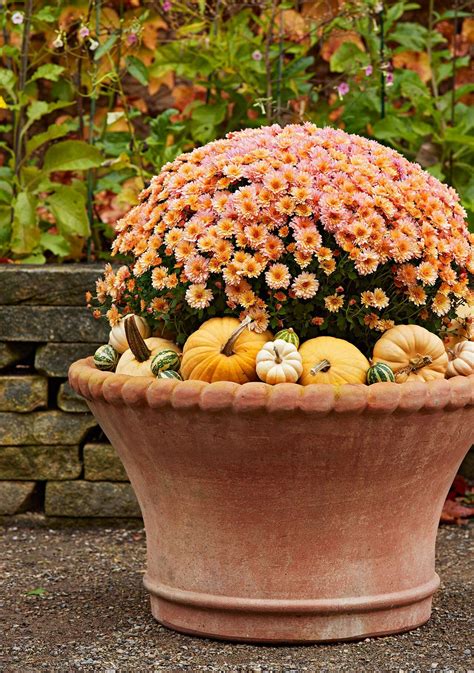 Your Complete Guide To Growing And Caring For Gorgeous Fall Mums Fall