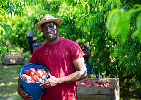 Happy African American Farmer With Bucket Of Peaches In The Orchard
