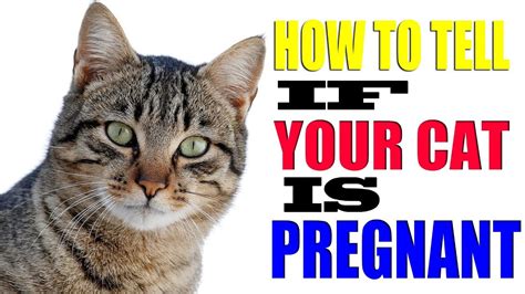 What Are The Signs Of Your Cat Being Pregnant Catwalls
