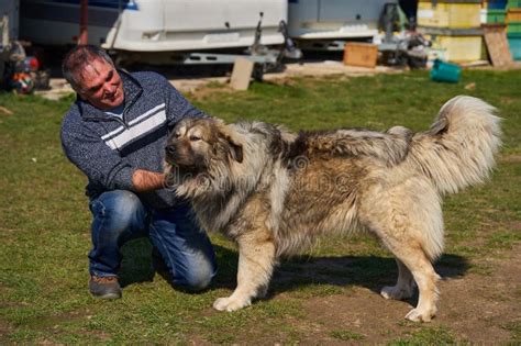 Man With A Large Fluffy Guard Dog Stock Image Image Of Mammal Strong